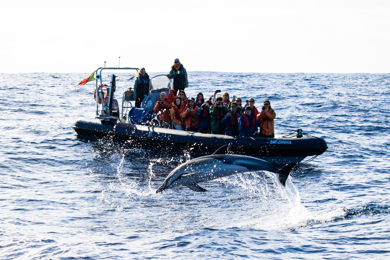 São Miguel : Observation des baleines et nage avec les dauphins sauvages - Journée complète