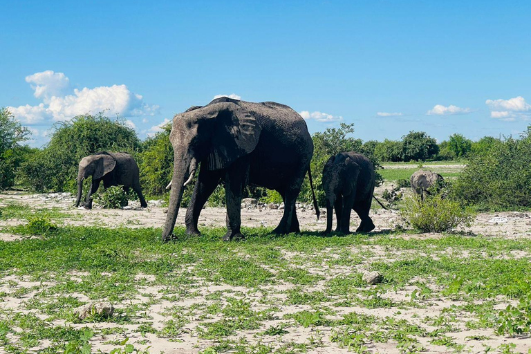 5-Day Chobe and Savuti Camping Safari