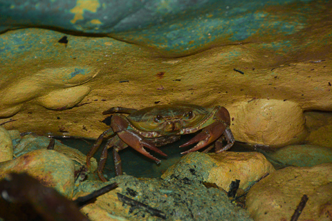 7 Wasserfälle Damajagua und Dünenbuggy