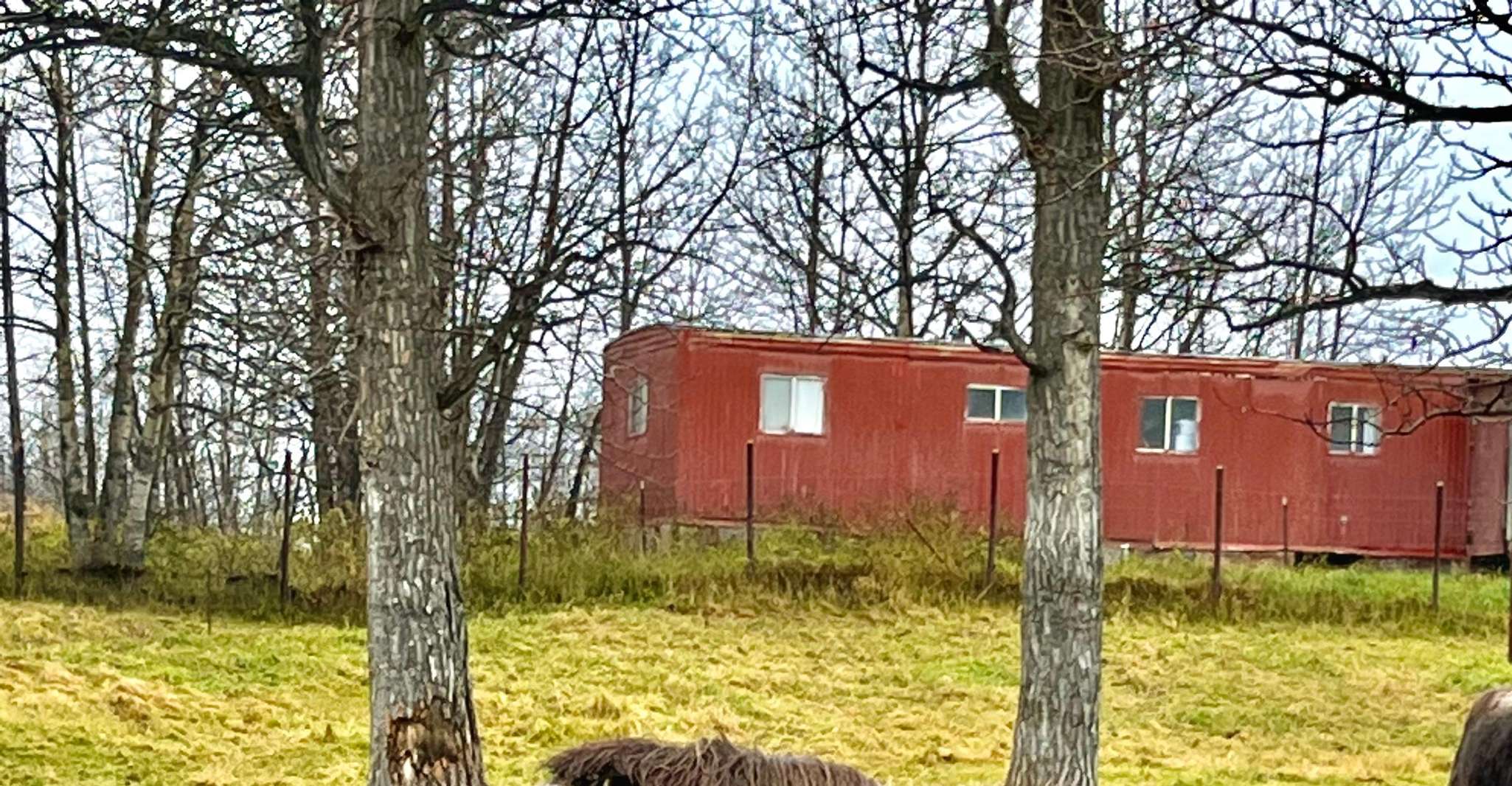 A partir d'Anchorage, promenade scénique et visite guidée de la ferme Musk Ox - Hizvo