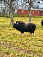 A partir d'Anchorage, promenade scénique et visite guidée de la ferme Musk Ox - Hizvo