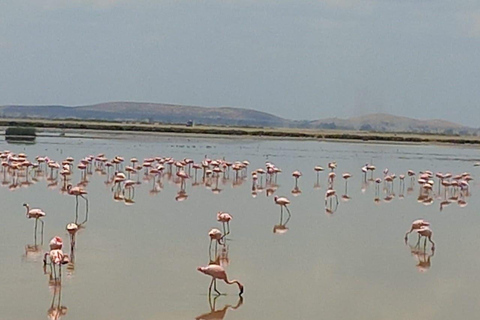 OVER NIGHT AMBOSELI PARK FROM NAIROBI BUDGET SAFARI.