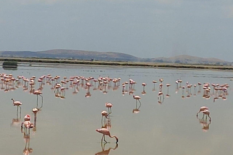 OVER NIGHT AMBOSELI PARK FROM NAIROBI BUDGET SAFARI.