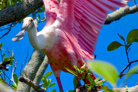 Tierra Verde FL: Coastal Kayaking Tour in Shell Key Single Kayak