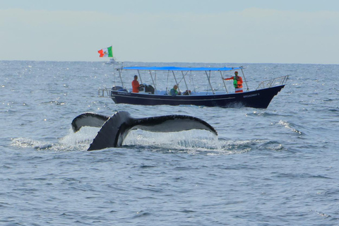 Los Cabos: Whale Watching and Safari