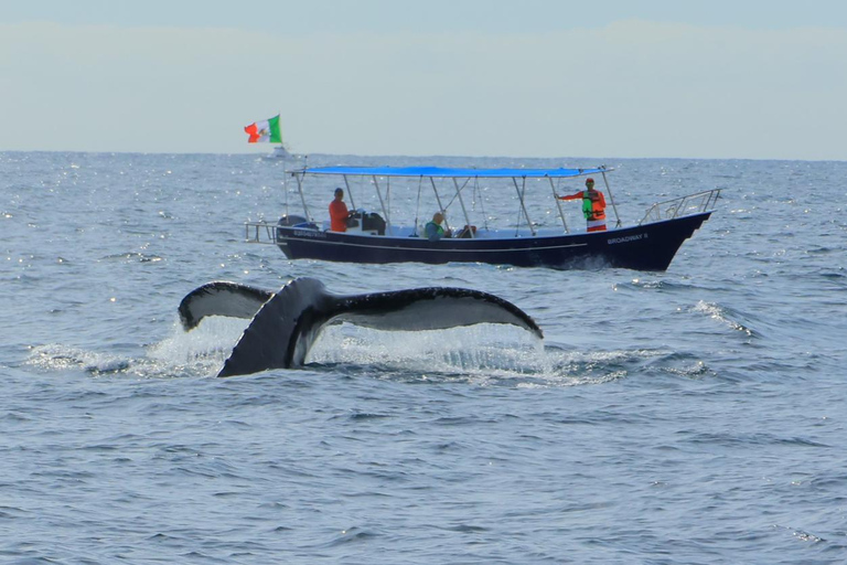 Los Cabos: Whale Watching and Safari