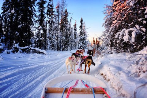 Fairbanks: Dog Sledding and Mushing Experience
