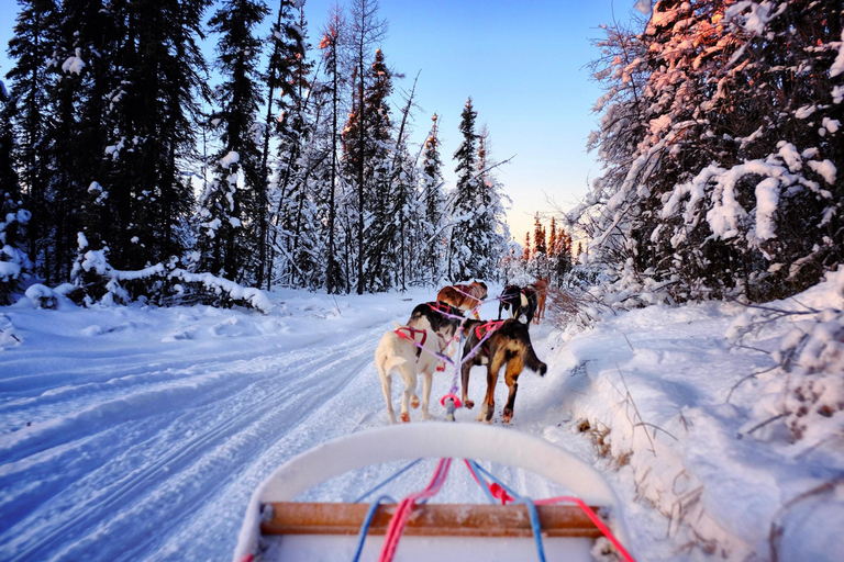 Fairbanks: Dog Sledding and Mushing Experience