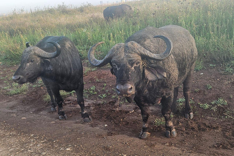 Parc national de Nairobi : promenade nocturne avec prise en charge gratuite