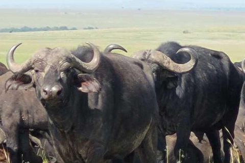 4 days Tsavo East, Amboseli and saltlick lodge safari