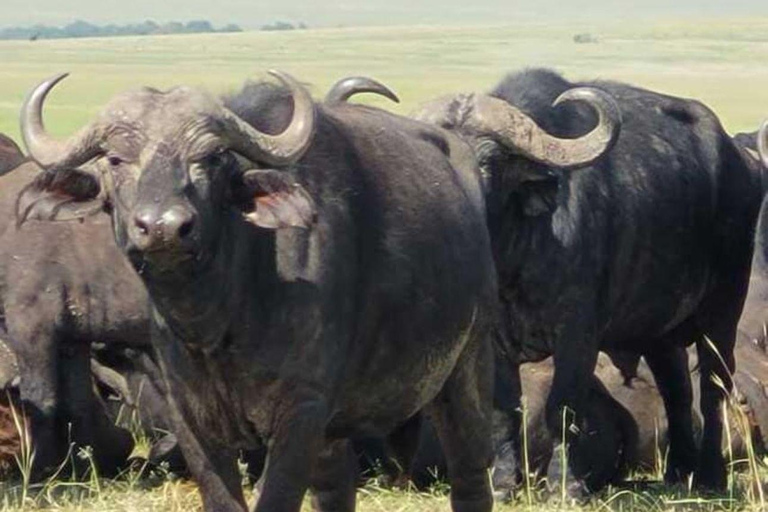 4 days Tsavo East, Amboseli and saltlick lodge safari