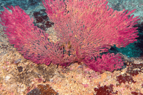 Mirissa: Ocean Magic Snorkeling with Turtles