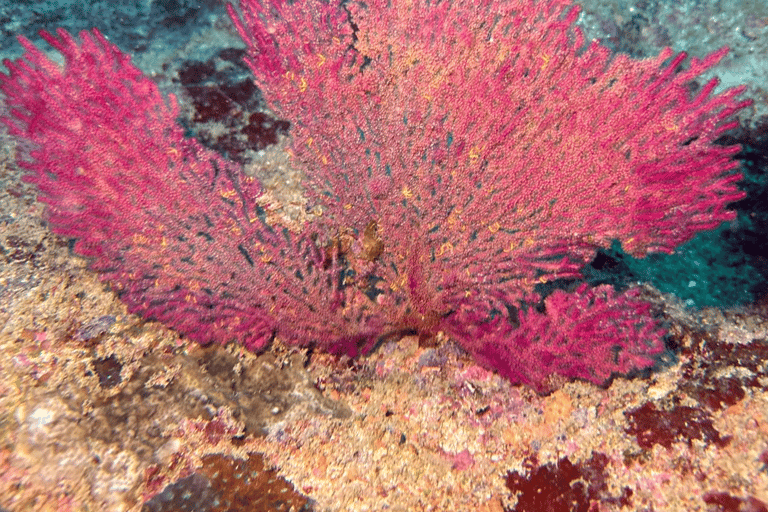 Mirissa: Ocean Magic Snorkeling with Turtles