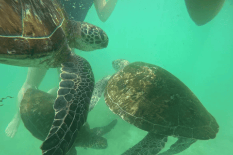 Mirissa: Blue Whale Watching & Turtle Snorkeling Combo Tour