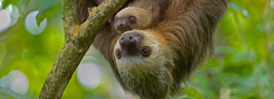 Guanacaste : Sanctuaire de paresseux et aventure dans les cascades