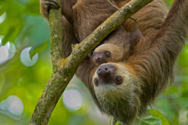Guanacaste: Sloth Sanctuary and Waterfall Adventure
