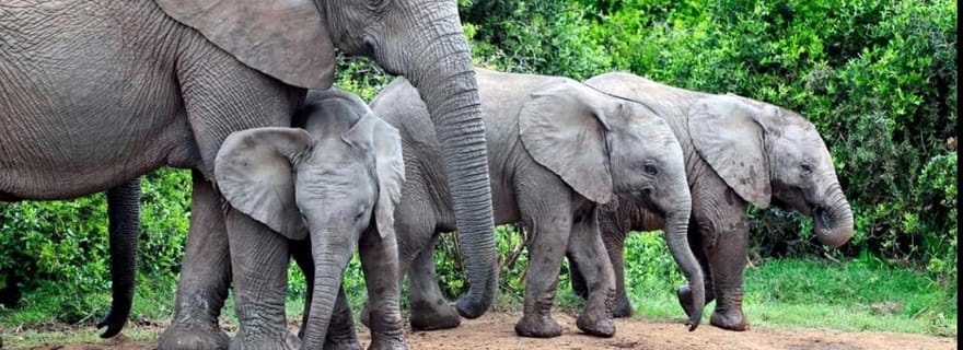 Garden Route et safari des éléphants d'Addo [5 jours] : Le Cap