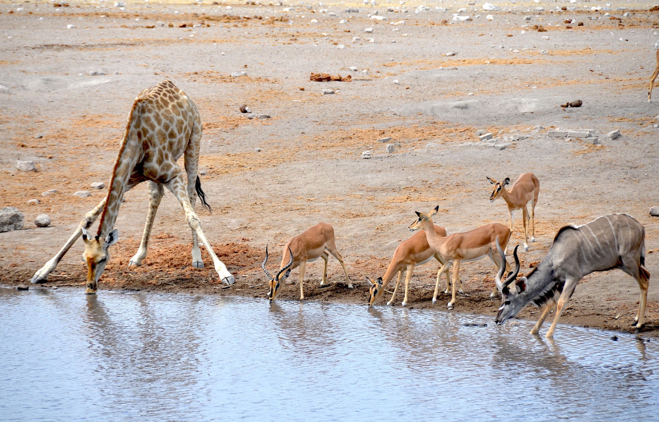 3 Tage Etoscha-Nationalpark; Selbstfahrer-Tour