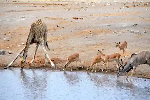 3 Días en el Parque Nacional de Etosha; Viaje en Automóvil
