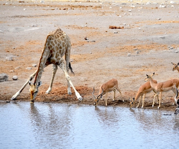 3 Days Etosha National Park; Self Drive Tour