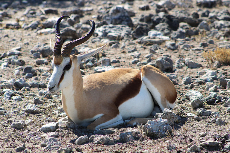 Windhoek: 3-Day Guided Safari in Etosha with Lodge