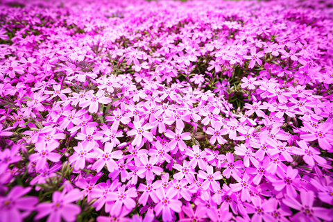 Tokyo:Cherry Blossom Mt Fuji & Shibazakura Festival Day Trip 07:30 Pick&Drop from Hotel/BnB