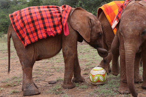 Von Nairobi aus: David Sheldrick Elephant Orphanage Tour