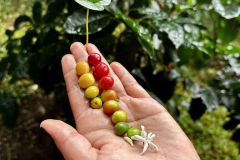 Boquete : randonnée guidée et visite d&#039;une plantation de café avec dégustation