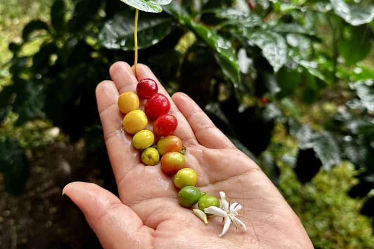 Boquete : randonnée guidée et visite d&#039;une plantation de café avec dégustation