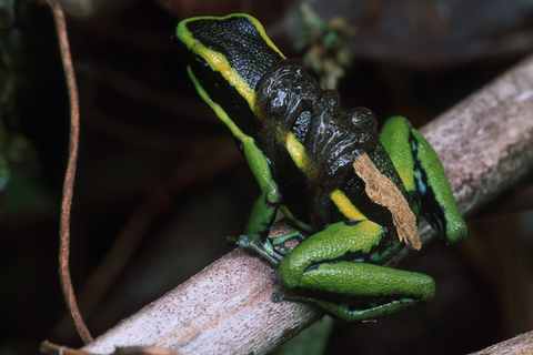 4-tägiges Amazonas Dschungel Abenteuer