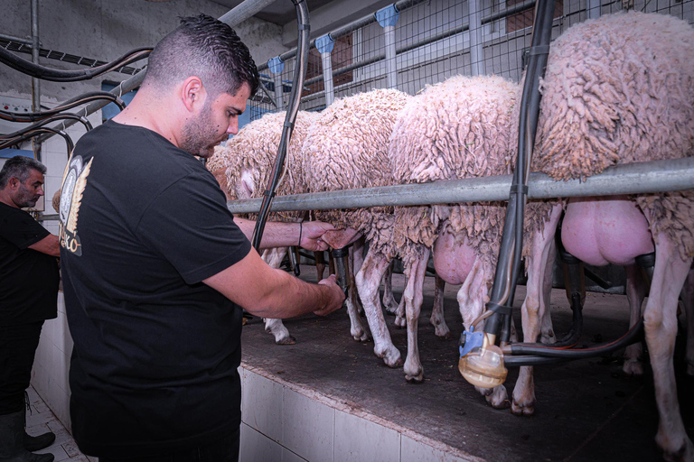 Tour at a Farm and cheese factory Guided Tour at a cretan farm with cheese factory