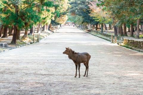 Nara : Visite privée de la ville avec un guide régionalVisite privée de Nara avec un guide de la région