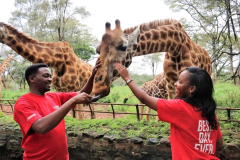 Centrum żyraf, sierociniec słoni i Park Narodowy Nairobi