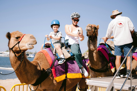 Djerba: Camel Ride, Flamingos, and Lagoon Tour