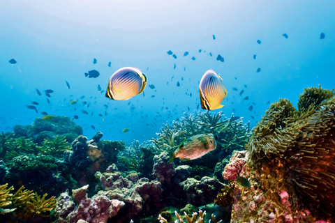 Ko Lanta: Excursão exclusiva de mergulho com snorkel em cauda longa em 4 ilhas com almoçoTour particular