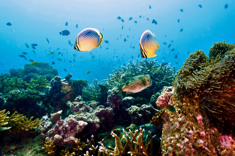 Ko Lanta: Unieke 4 eilanden snorkeltour met lunchGedeelde tour