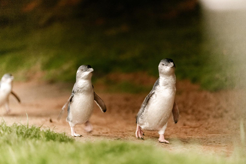 Desde Melbourne: Excursión Exprés al Desfile de Pingüinos de Phillip Island