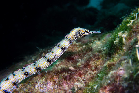 Phuket/Khao Lak: Similan Scuba Dive Day Trip by Speedboat MV Wave Rider | Surin Islands and Richelieu Premium 2-Dive