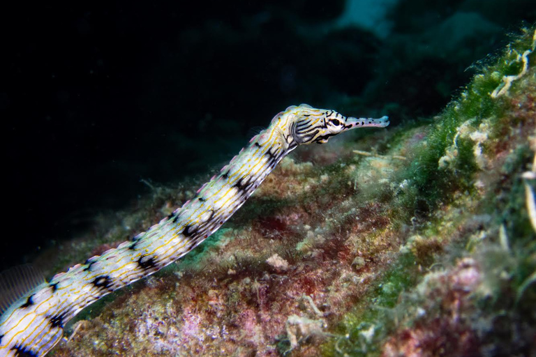 Phuket/Khao Lak: Similan Scuba Dive Day Trip by Speedboat MV Wave Rider | Surin Islands and Richelieu Premium 2-Dive