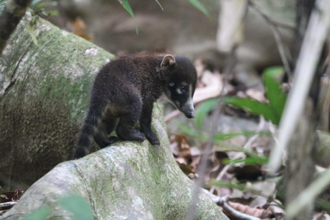 Uvita: Corcovado Rainforest & Wildlife Adventure