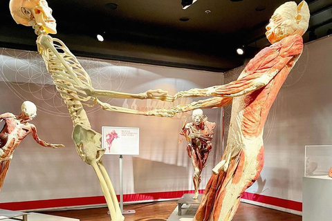 Las Vegas: REAL BODIES at Horseshoe Las Vegas Entry Ticket REAL BODIES Entry Ticket - Peak 7$ OFF