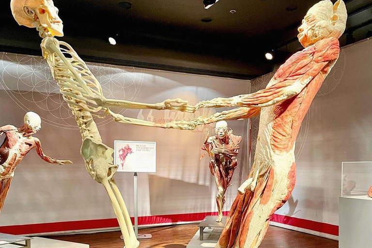 Las Vegas: REAL BODIES at Horseshoe Las Vegas Entry Ticket REAL BODIES Entry Ticket - Peak 7$ OFF