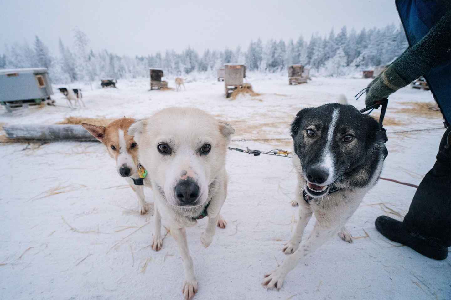 Kemi-Tornio: Paseo en Trineo de Huskies con Bebida Caliente