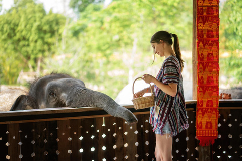 Chiang Mai: Ethical Elephant Feeding & Shower Program