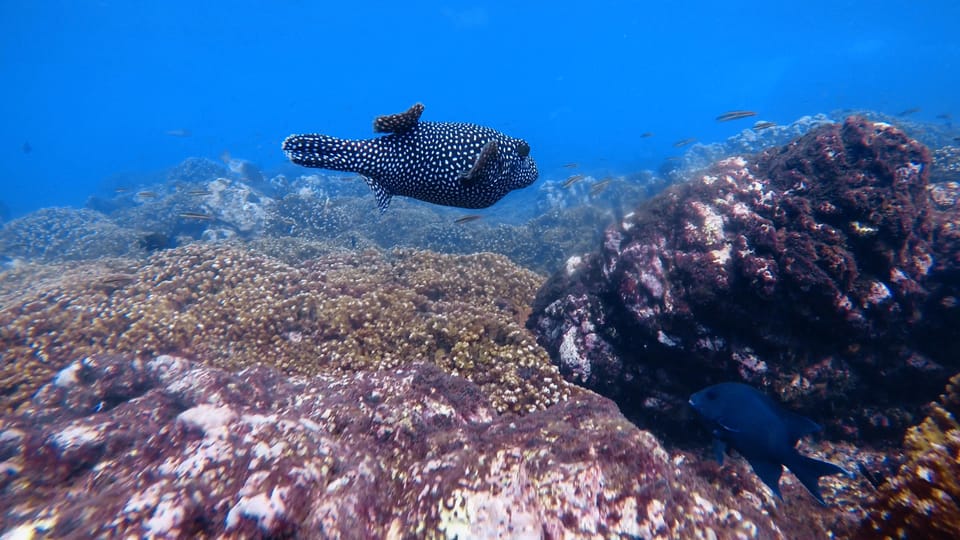 Uvita: Snorkeling in Caño Island logo