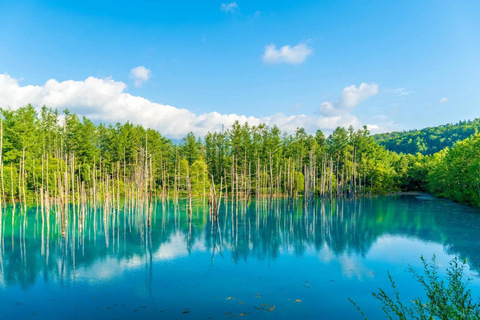 Sapporo:Asahiyama Zoo,Shirahige Waterfall&Blue Pond Day Trip 8:00 am meet at Odori Park subway station exit 31