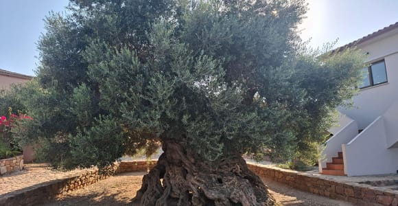 From Chania: Wine, Honey & Olive Oil Private Tour