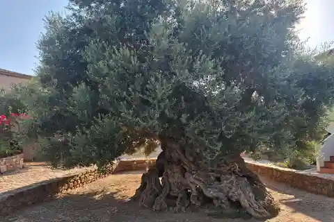 From Chania: Wine, Honey & Olive Oil Private Tour
