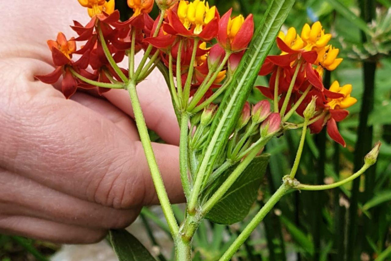 Santo Antão: 2-dagars guidad vandring