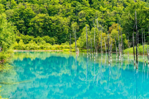 Summer Hokkaido: Furano lavender, Blue Pond,Shikisai-no-Oka 7:50 am meet at Odori Park subway station exit 31